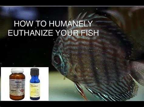 How To Humanely Euthanize Your Fish .